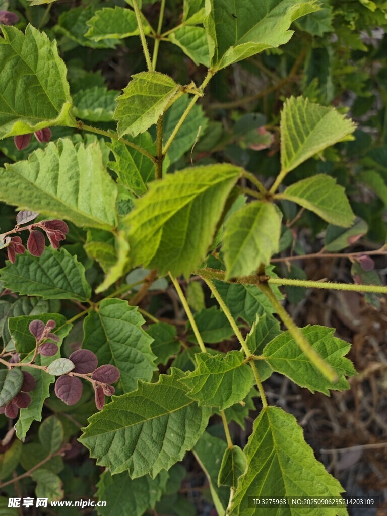 嫩绿桑树叶特写