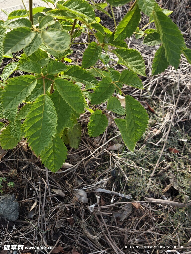 地面上的绿色植物