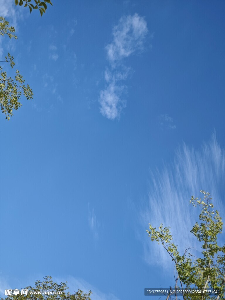 蓝天绿树间的纯净天空