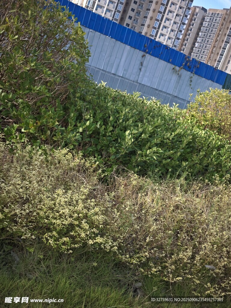 城市中繁茂的绿植景观