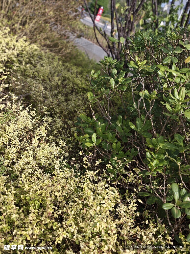 繁茂绿植
