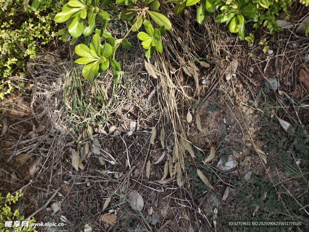 地面枯叶与绿植景象