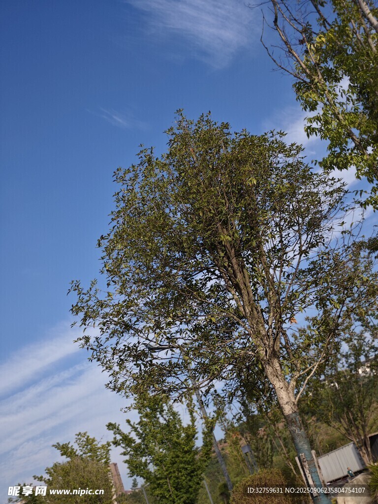 蓝天绿树风景图