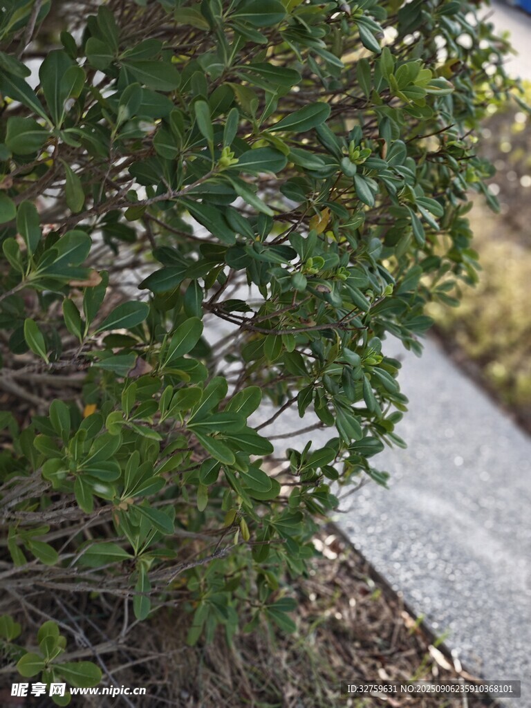 路边翠绿繁茂的灌木丛