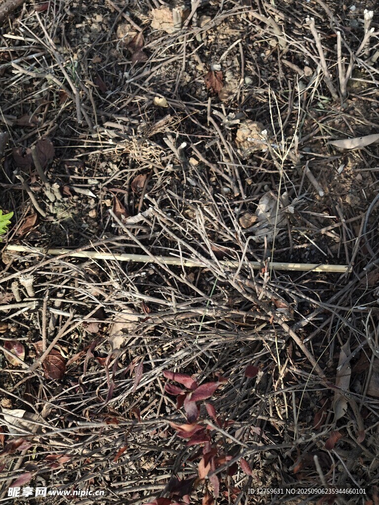 地面上的枯枝与红色植物