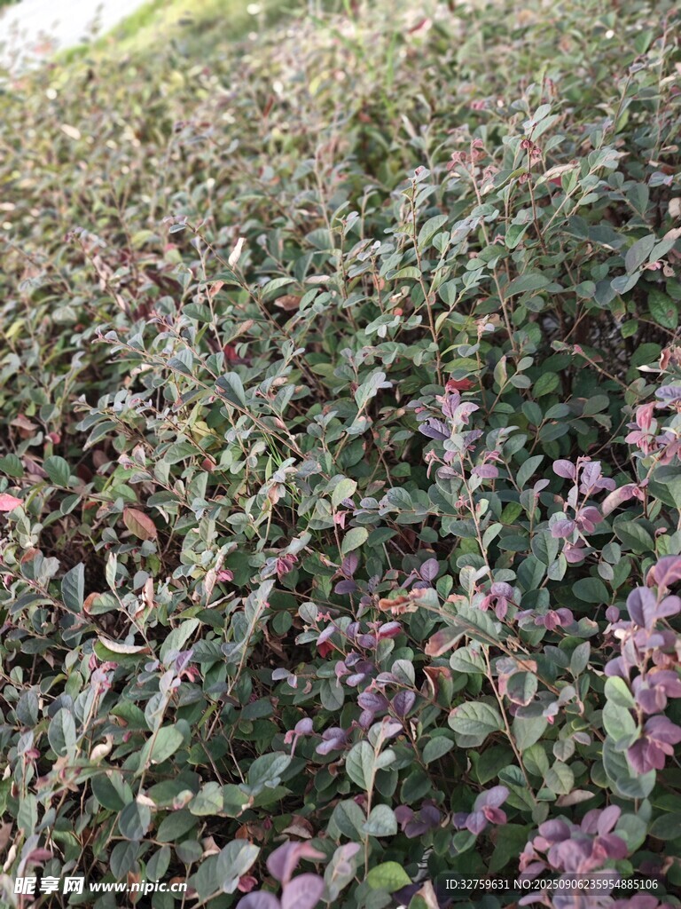 紫色植物繁茂的田野