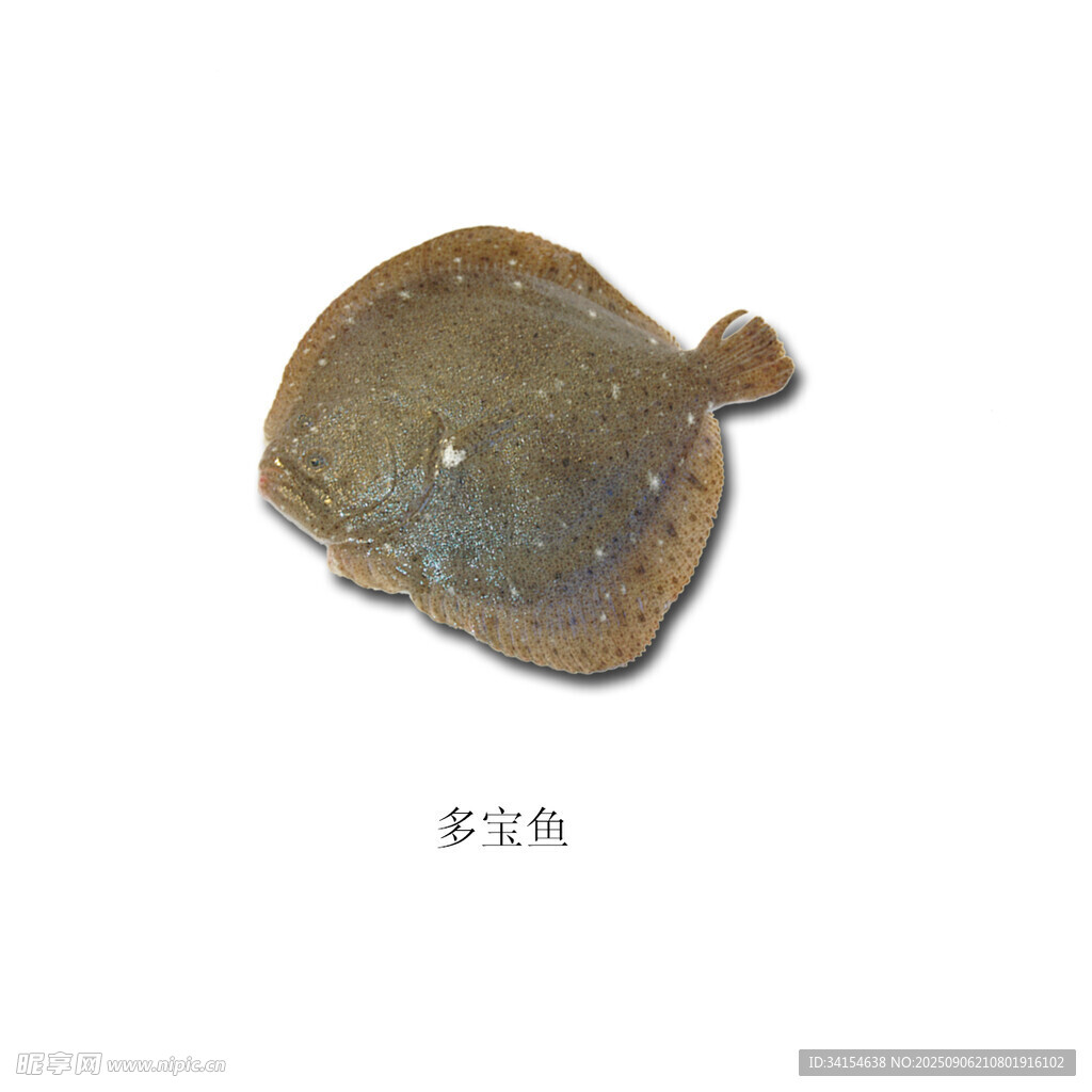 多宝鱼