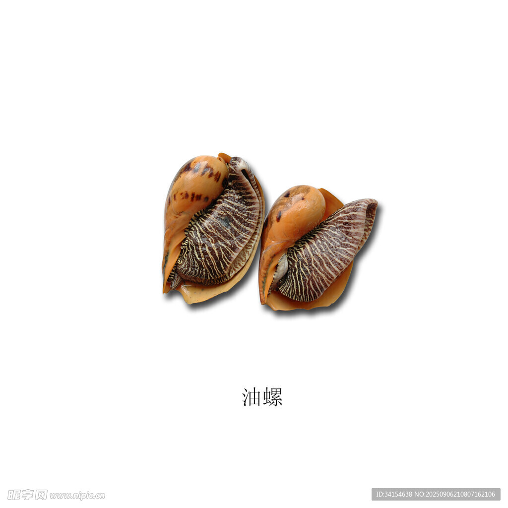 两只海螺特写