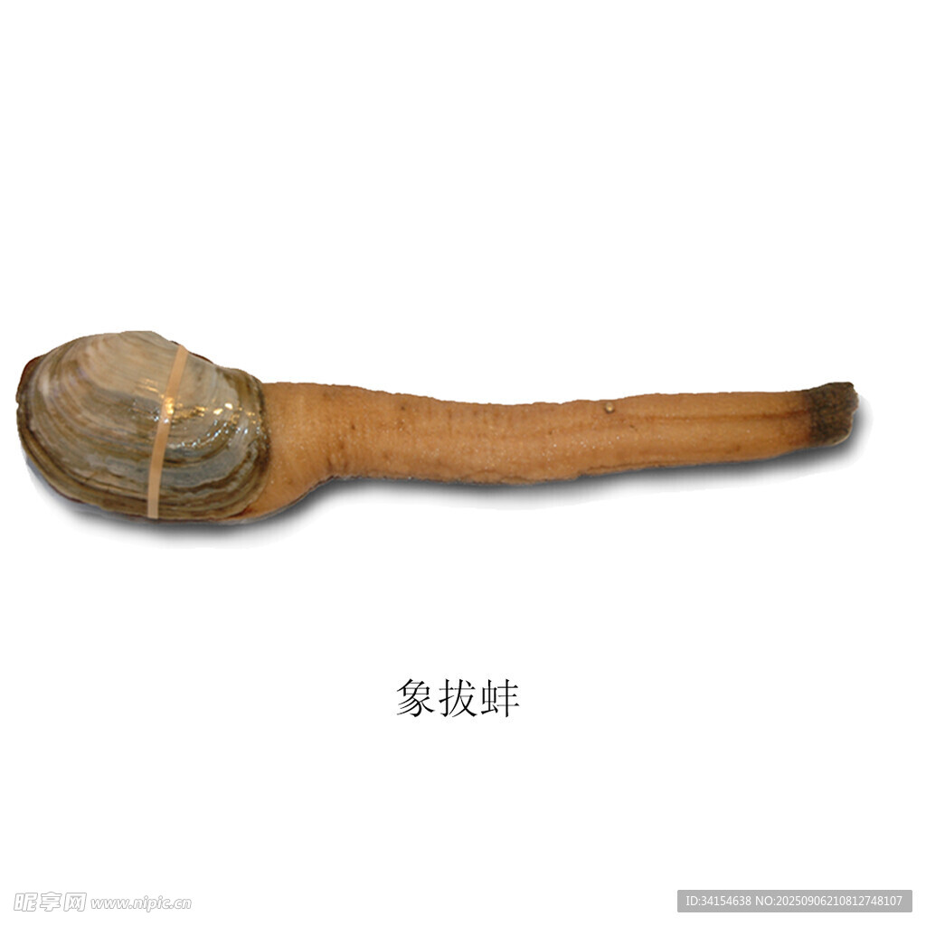传统象拔蚌形状木质器具