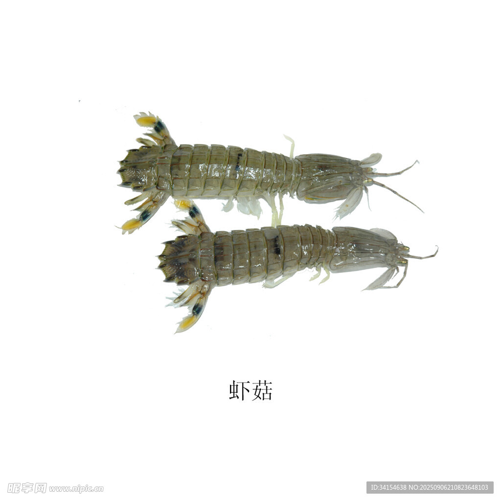 两只虾蛄