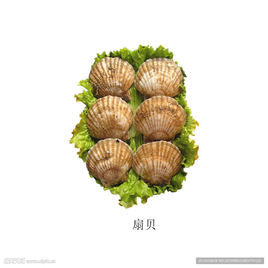 新鲜扇贝摆放在翠绿生菜上