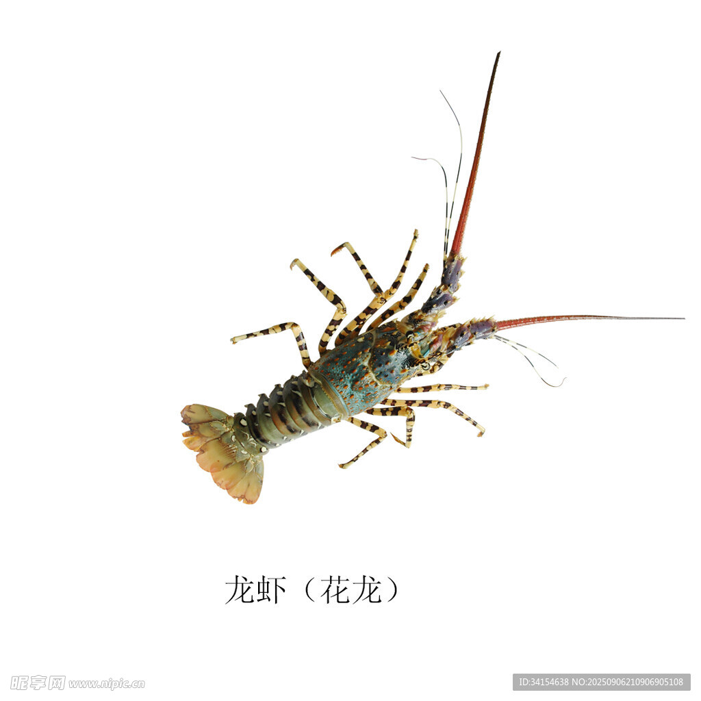 波士顿龙虾