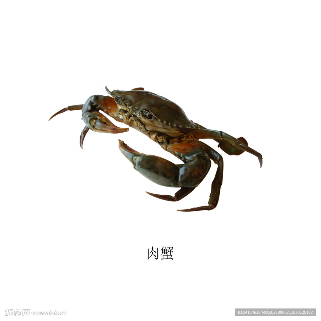 一只肉蟹特写