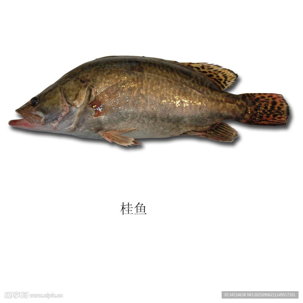桂鱼
