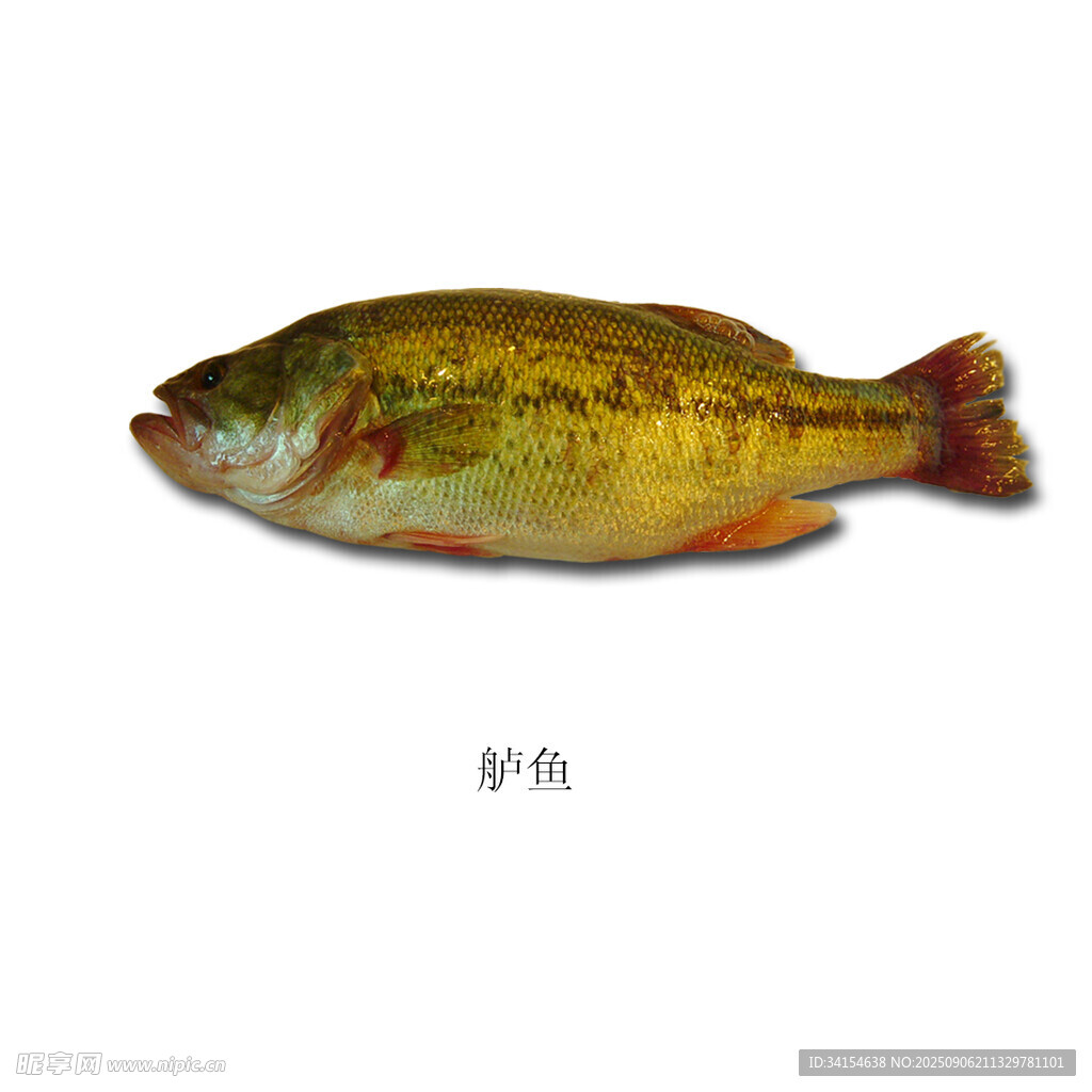 鲜活鲈鱼展示