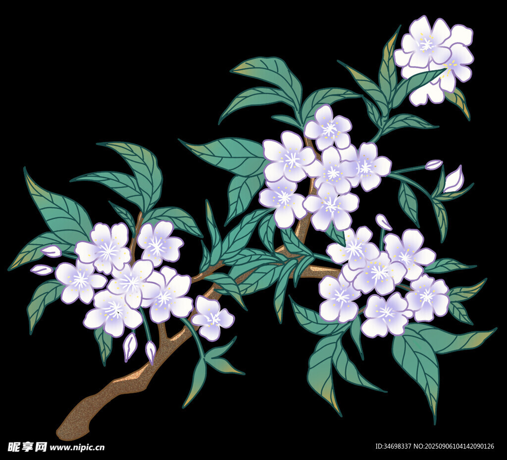 桂花插画