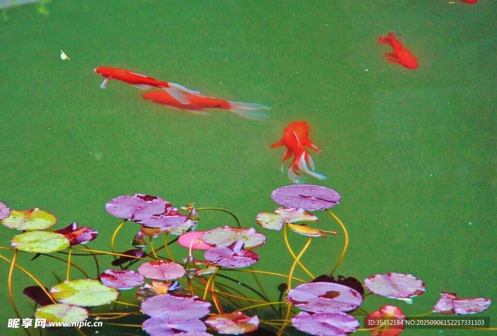 锦鲤睡莲