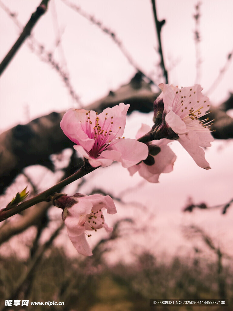 枝头绽放的粉嫩桃花