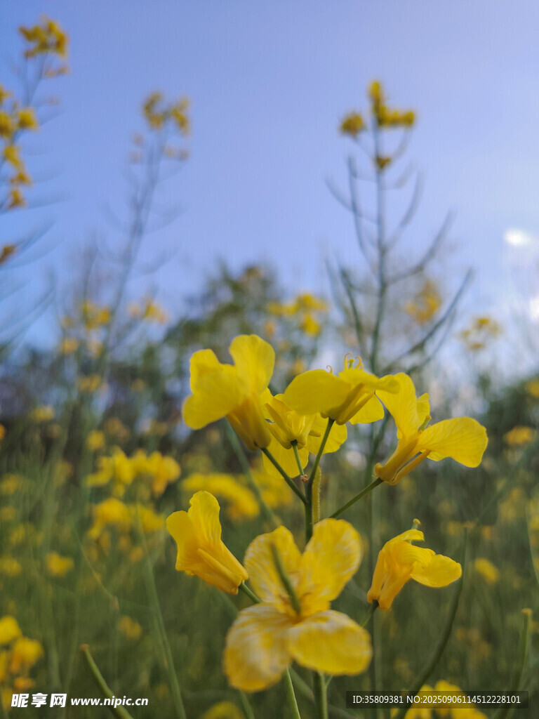 春日油菜花绽放美景
