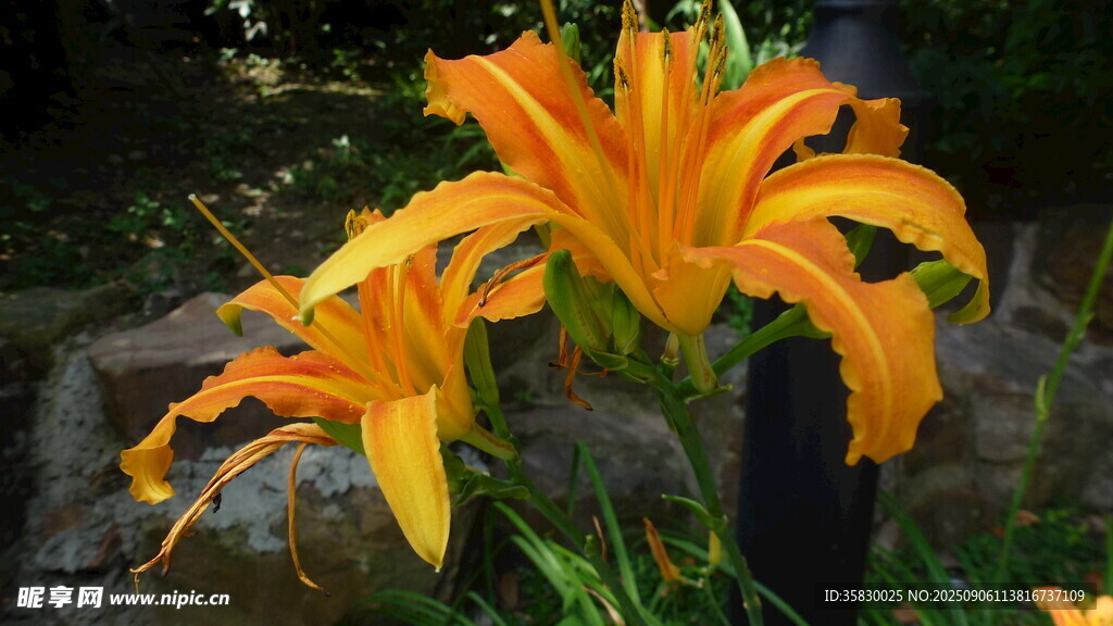 橙色百合花绽放