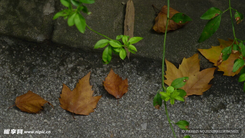 地面上的枯叶与新生绿叶