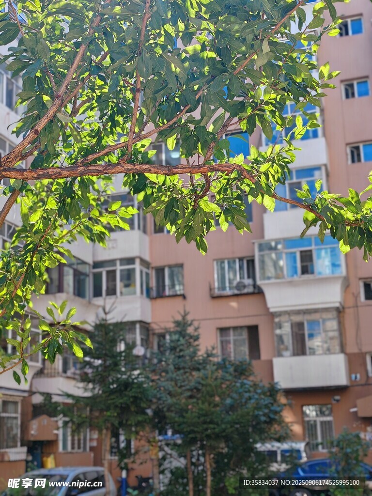 居民楼旁绿意盎然景象