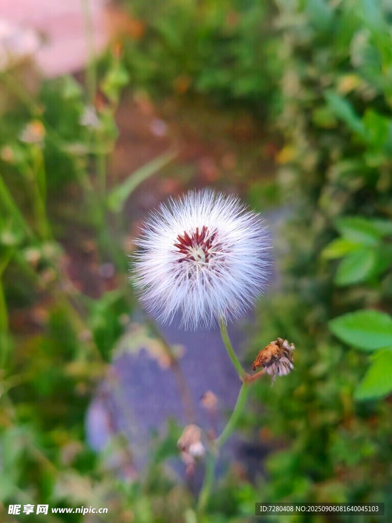 绽放的蒲公英