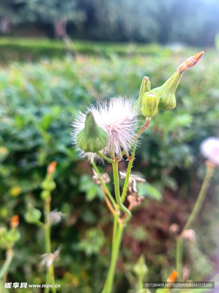 田野中的绒毛状植物