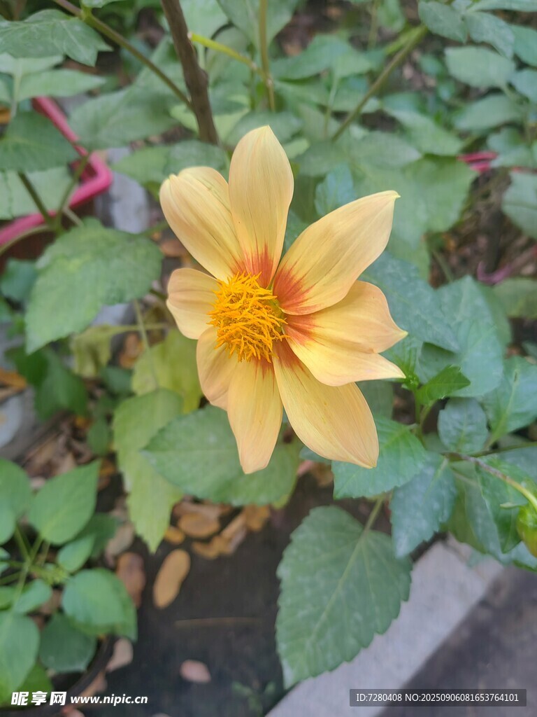 黄色大丽花特写