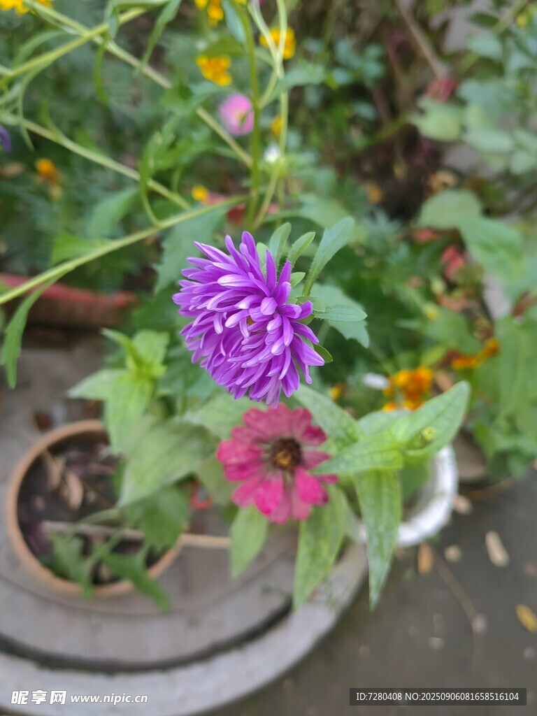 多彩盆栽花卉绽放生机