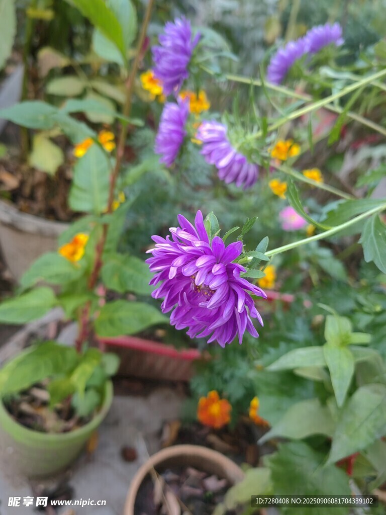 盆栽紫菀绽放美丽花朵