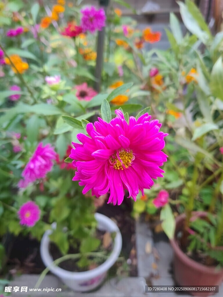 多彩盆栽花卉绽放