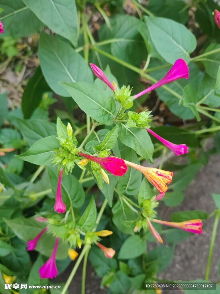 多彩绽放的艳丽花卉