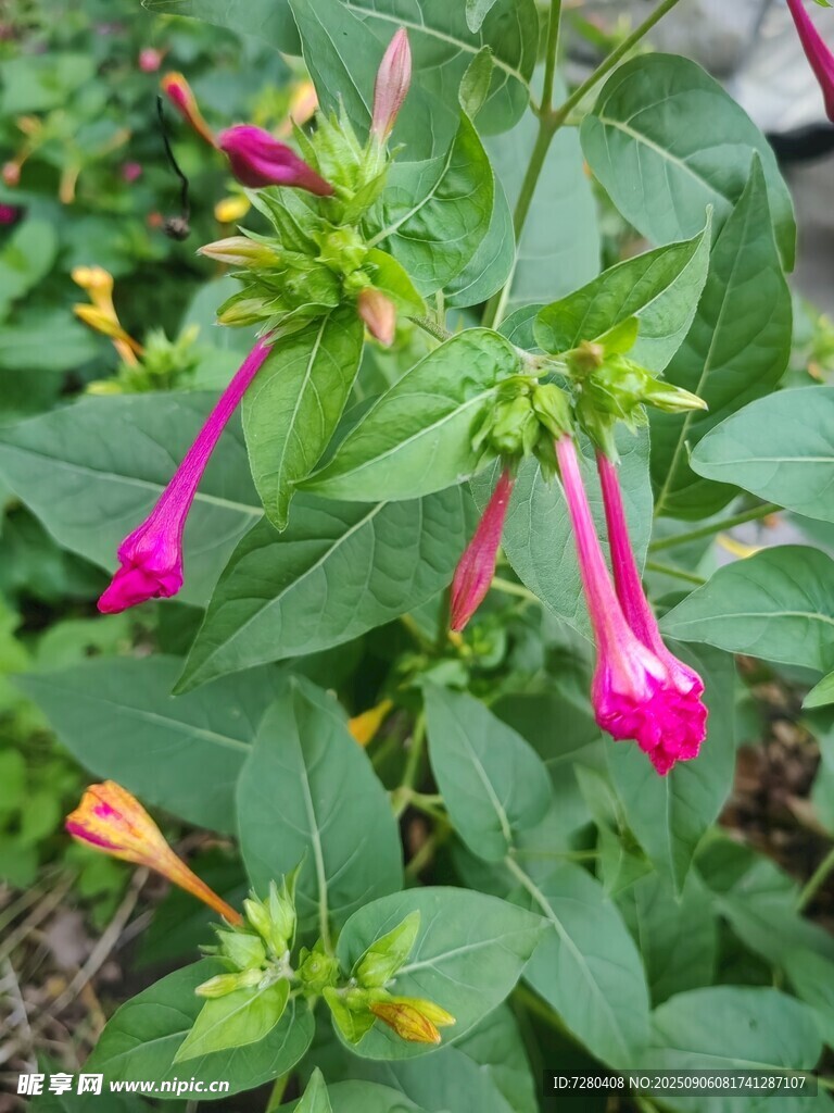 娇艳粉色吊钟花绽放