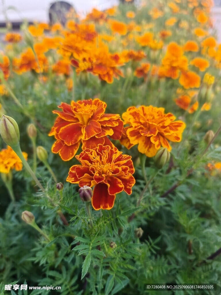 鲜艳万寿菊绽放生机