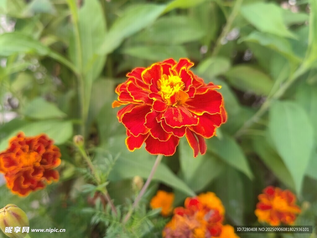 鲜艳多彩万寿菊绽放