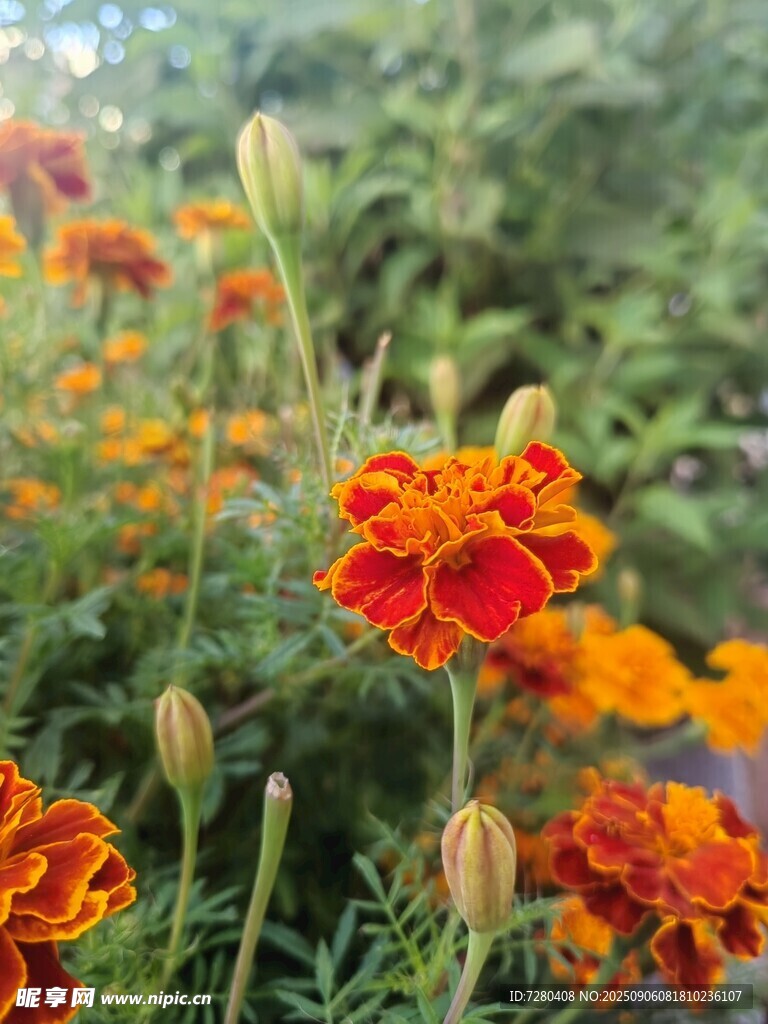 鲜艳万寿菊绽放于绿野