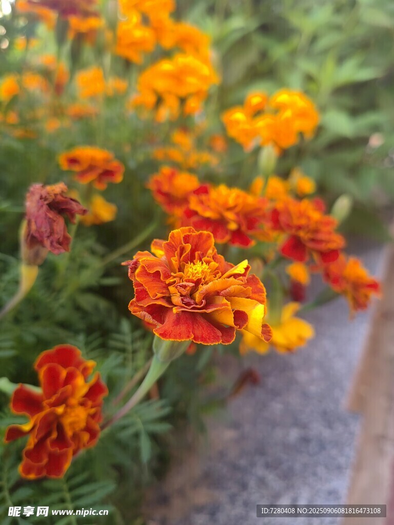 鲜艳多彩的万寿菊绽放