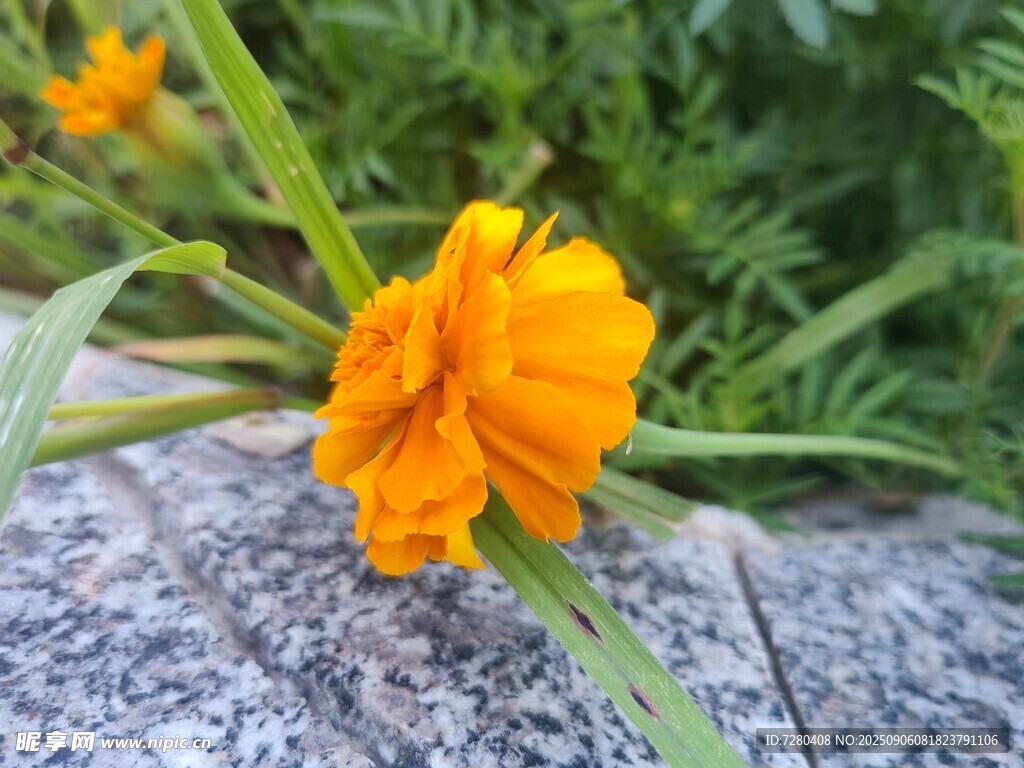 石缝中绽放的橙色小花