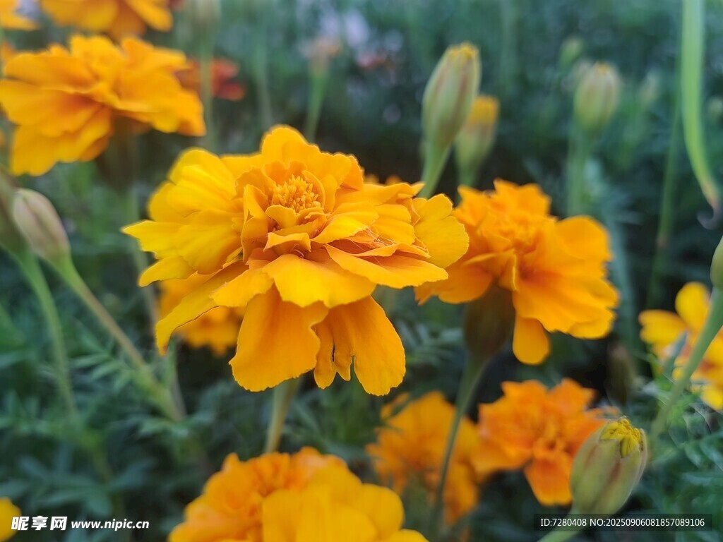 鲜艳万寿菊绽放生机