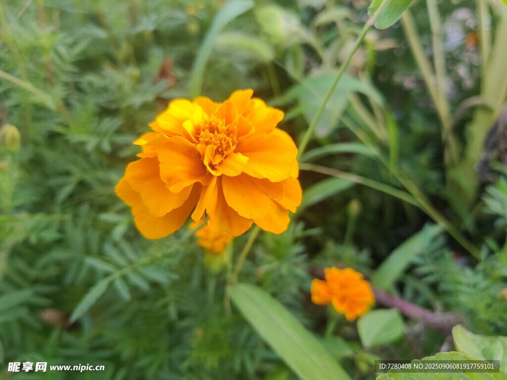 绽放的橙色万寿菊