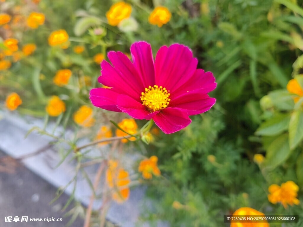 娇艳盛开的粉红格桑花