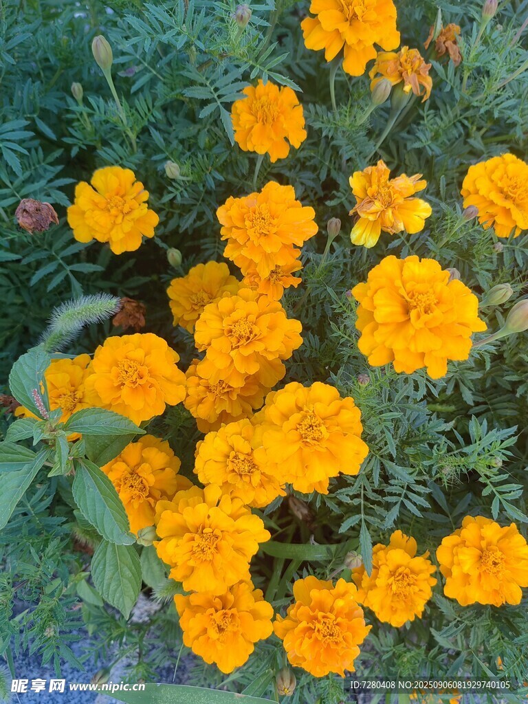 鲜艳万寿菊绽放于草地
