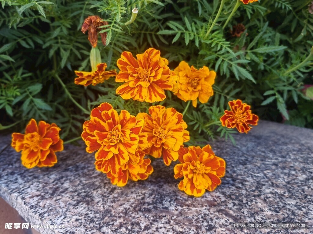 石台上的鲜艳万寿菊