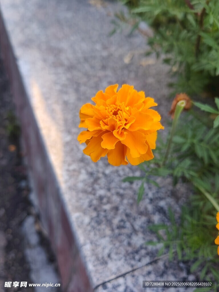 石边绽放的橙色万寿菊
