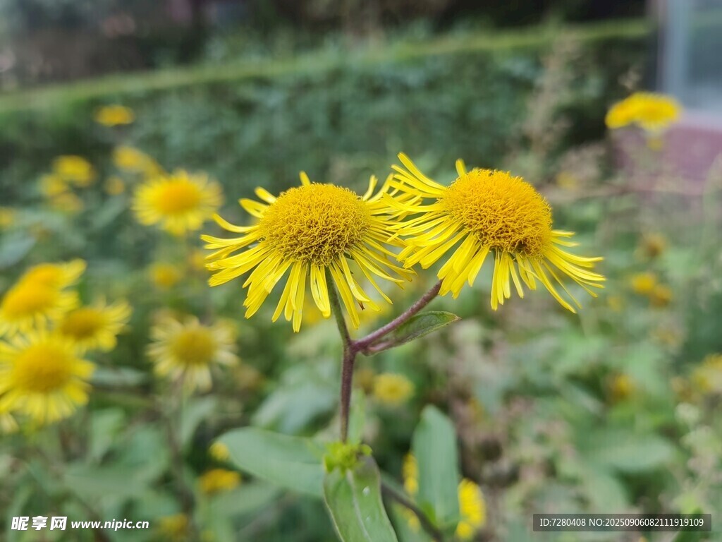 金黄灿烂的美丽野菊花