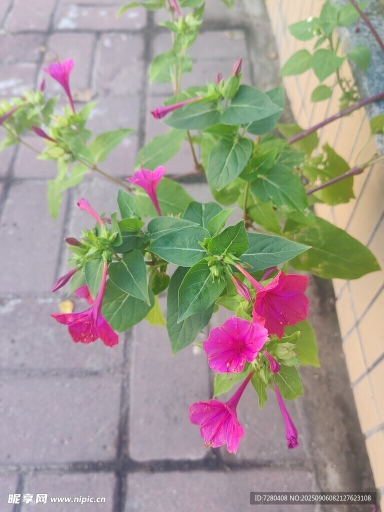 砖缝中绽放的艳丽喇叭花