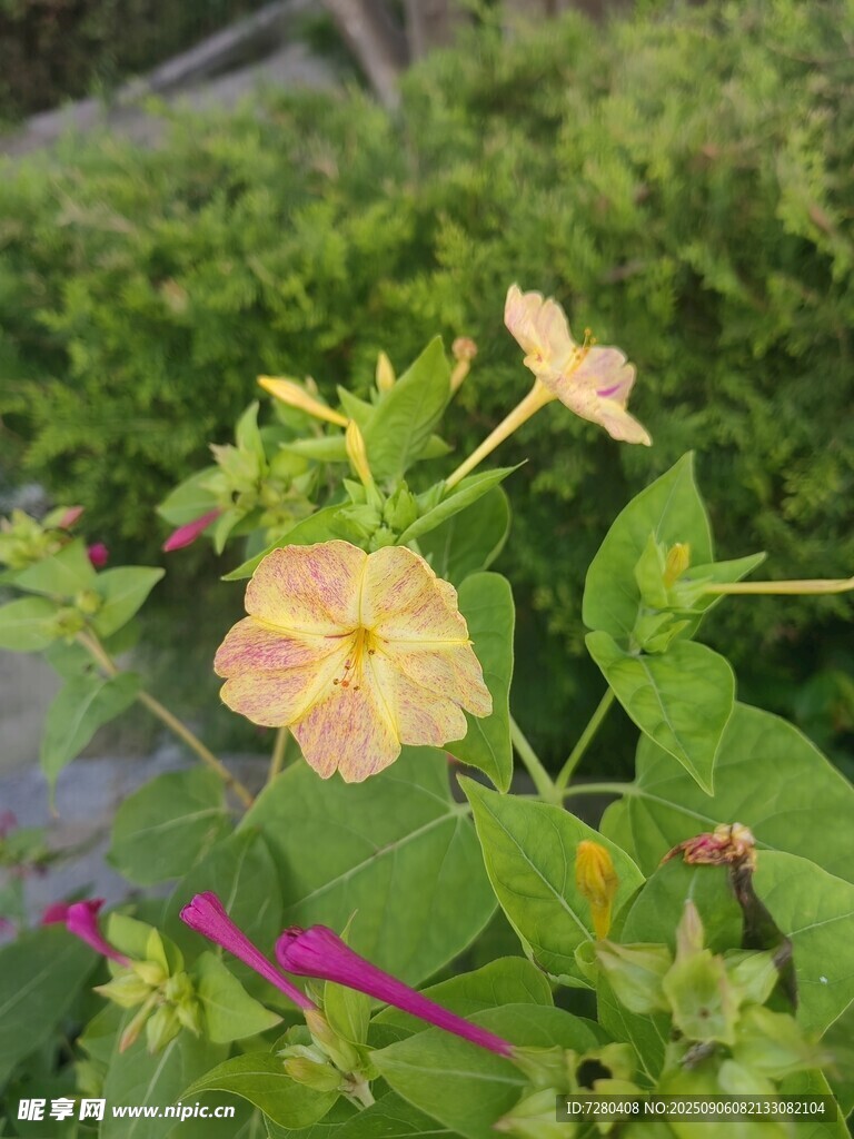娇艳绽放的多彩花卉