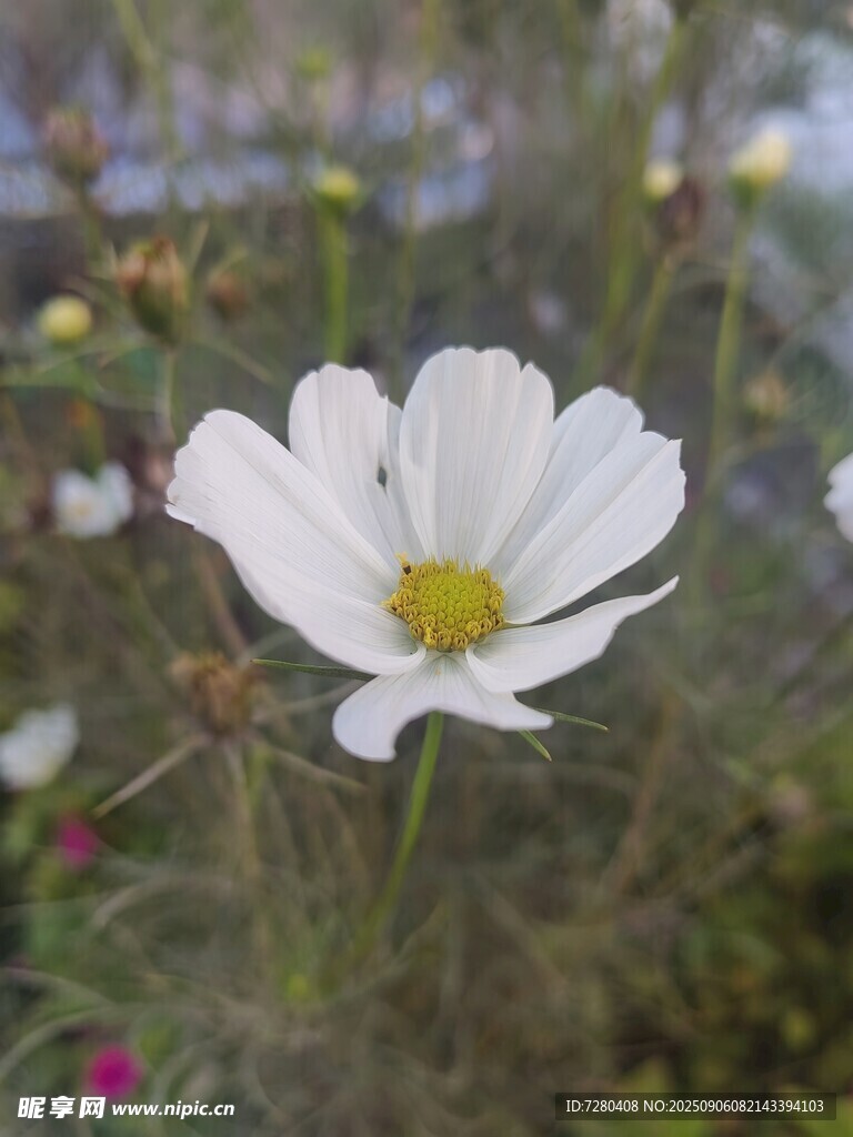 白色波斯菊绽放