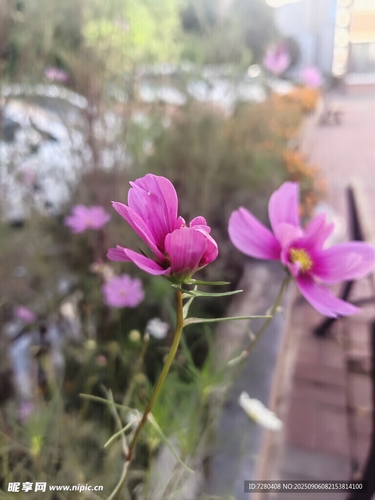 路边绽放的美丽紫色小花